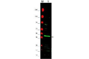 Western blot using  affinity purified anti-PPAR2 antibody shows detection of PPAR2 protein in a mouse 3T3 whole cell lysate (lane 1 arrowhead). (PPARG antibody)