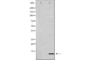 Western blot analysis of extracts of HeLa  using H4K20me2 antibody.