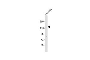 Anti-CACNA2D2 Antibody (Center) at 1:2000 dilution + human testis lysate Lysates/proteins at 20 μg per lane. (CACNA2D2 antibody  (AA 643-671))