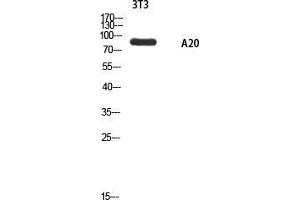 Western Blot (WB) analysis of 3T3 using A20 antibody.