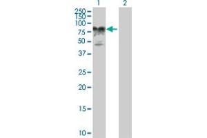 Western Blot analysis of AMOT expression in transfected 293T cell line by AMOT MaxPab polyclonal antibody. (Angiomotin antibody  (AA 1-675))