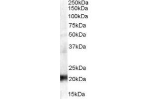 Image no. 1 for anti-Chromobox Homolog 3 (CBX3) (Internal Region) antibody (ABIN374619) (CBX3 antibody  (Internal Region))