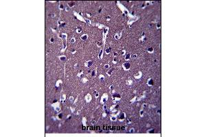 ZSWIM5 Antibody (N-term) (ABIN657440 and ABIN2846470) immunohistochemistry analysis in formalin fixed and paraffin embedded human brain tissue followed by peroxidase conjugation of the secondary antibody and DAB staining. (ZSWIM5 antibody  (N-Term))