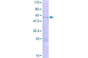 Image no. 1 for Mortality Factor 4 (MORF4) (AA 1-235) protein (GST tag) (ABIN1311161) (MORF4 Protein (AA 1-235) (GST tag))