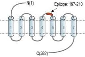anti-Neuropeptide Y Receptor Y1 (NPY1R) (2nd Extracellular Loop), (AA 197-210) antibody