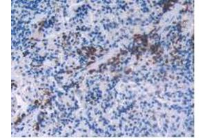 IHC-P analysis of Rat Spleen Tissue, with DAB staining. (FSHB antibody  (AA 21-130))