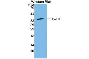 Detection of Recombinant FSTL1, Human using Polyclonal Antibody to Follistatin Like Protein 1 (FSTL1) (FSTL1 antibody  (AA 21-308))