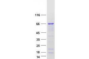 Validation with Western Blot (UPF3A Protein (Transcript Variant 2) (Myc-DYKDDDDK Tag))