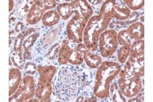 ABIN185396 (3µg/ml) staining of paraffin embedded Human Kidney. (RNLS antibody  (Internal Region))