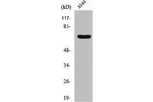 Western Blot analysis of RAW264. (FZD3 antibody  (Internal Region))
