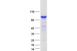 MALT1 Protein (Transcript Variant 2) (Myc-DYKDDDDK Tag)