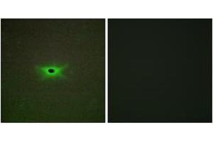 Immunofluorescence analysis of A549 cells, using PRKAG2 Antibody.