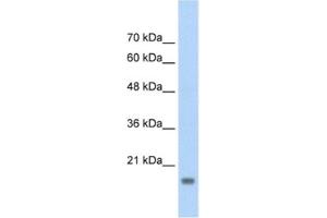 Western Blotting (WB) image for anti-Autocrine Motility Factor Receptor (AMFR) antibody (ABIN2462647) (AMFR antibody)
