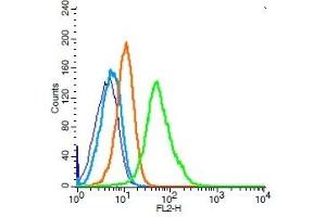 CD19 antibody  (AA 485-556)