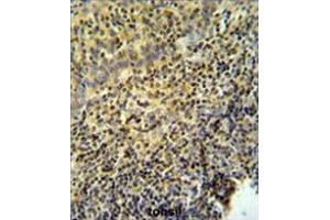 WAS Antibody (Center) IHC analysis in formalin fixed and paraffin embedded tonsil tissue followed by peroxidase conjugation of the secondary antibody and DAB staining. (WASP antibody  (Middle Region))