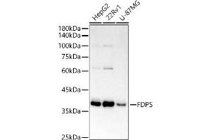 Western blot analysis of extracts of various cell lines, using FPS/FDPS antibody (ABIN7267129) at 1:1000 dilution. (FDPS antibody)