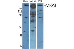 Western Blot (WB) analysis of specific cells using MRP3 Polyclonal Antibody.