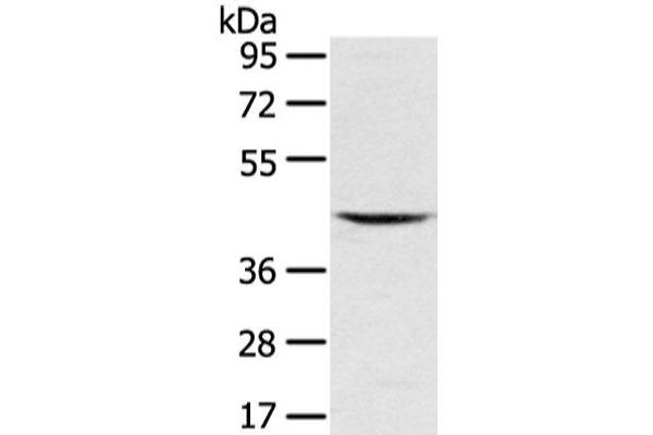 VSIG8 antibody