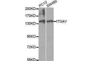 Western blot analysis of extracts of various cell lines, using ITGAV antibody. (CD51 antibody  (C-Term))