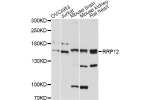 Western blot analysis of extracts of various cell lines, using RRP12 antibody (ABIN6293866) at 1:3000 dilution. (RRP12 antibody)