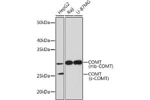 Western blot analysis of extracts of various cell lines, using COMT Rabbit mAb (ABIN1682443, ABIN3018925, ABIN3018926 and ABIN7101689) at 1:1000 dilution. (COMT antibody)