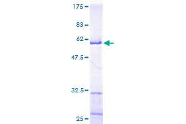 MRPL9 Protein (AA 1-267) (GST tag)