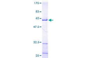 MRPL9 Protein (AA 1-267) (GST tag)
