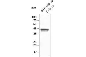 Western Blotting (WB) image for anti-SARS-CoV-2 ORF3a (C-Term) antibody (ABIN7272993) (SARS-CoV-2 ORF3a antibody  (C-Term))