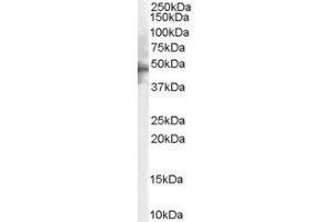 ABIN2563294 (2µg/ml) staining of Human Brain lysate (35µg protein in RIPA buffer). (5HT1B Receptor antibody  (C-Term))