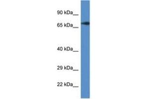 Image no. 1 for anti-GUF1 GTPase Homolog (GUF1) (AA 496-545) antibody (ABIN6746519) (GUF1 antibody  (AA 496-545))