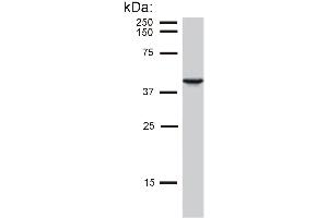 Detection of cytokeratin 19 in MCF-7 cell lysate by mouse monoclonal antibody BA-17 . (Cytokeratin 19 antibody  (Biotin))