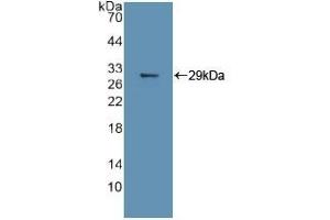 Detection of Recombinant MAPK11, Human using Polyclonal Antibody to Mitogen Activated Protein Kinase 11 (MAPK11) (MAPK11 antibody  (AA 38-277))
