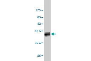 Western Blot detection against Immunogen (38. (SLC12A4 antibody  (AA 1-110))