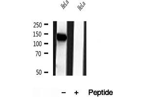 Western blot analysis of extracts of HeLa cells, using NBR1 antibody.