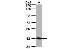 WB Image Sample (30μg whole cell lysate) A:Hep G2 , 7. (STK17A antibody)