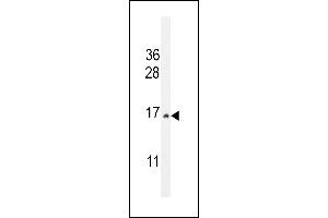 CST9 Antibody (C-term) (ABIN655011 and ABIN2844645) western blot analysis in HepG2 cell line lysates (35 μg/lane).