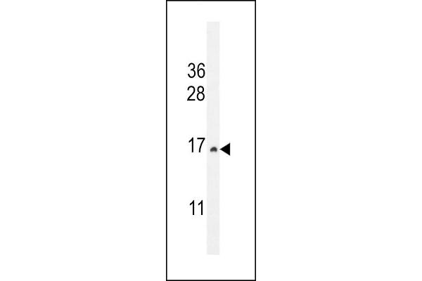 CST9 Antikörper  (C-Term)