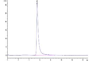 The purity of SARS-COV-2 Spike S1 is greater than 95 % as determined by SEC-HPLC. (SARS-CoV-2 Spike S1 Protein (Fc-Avi Tag))