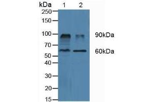 Western blot analysis of (1) Porcine Kidney Tissue and (2) Porcine Liver Tissue. (DPP4 antibody  (AA 484-728))