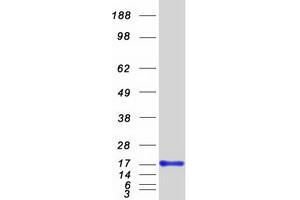 Validation with Western Blot (GCSH Protein (Myc-DYKDDDDK Tag))