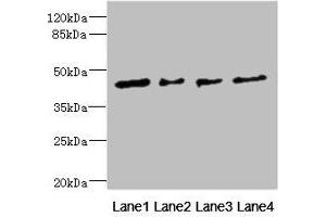 Western blot All lanes: FCRL6 antibody at 1. (FCRL6 antibody  (AA 20-307))