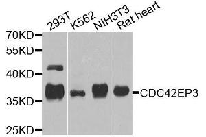 Western blot analysis of extracts of various cell lines, using CDC42EP3 antibody. (CDC42EP3 antibody  (AA 1-254))