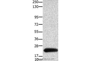 Western blot analysis of HT-29 cell, using CLDN4 Polyclonal Antibody at dilution of 1:700 (Claudin 4 antibody)