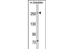 Western blot analysis of LRRK1 (ABIN391141 and ABIN2837943) in mouse bladder tissue lysates (35 μg/lane). (LRRK1 antibody  (C-Term))