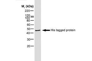 Western blot of HIS tagged protein probed with mouse anti Histidine Tag - Biotin (ABIN119351) and visualised with Streptavidin - HRP (His Tag antibody  (Biotin))