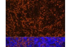 Immunofluorescence analysis of Mouse spleen using CCL19 Polyclonal Antibody at dilution of 1:100 (40x lens). (CCL19 antibody)