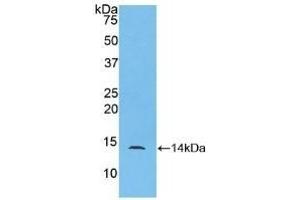 Detection of Recombinant MPIF2, Mouse using Polyclonal Antibody to Myeloid Progenitor Inhibitory Factor 2 (MPIF2) (CCL24 antibody  (AA 27-119))