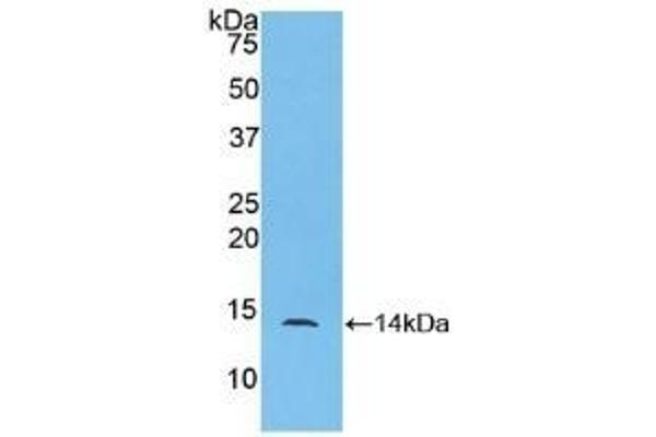 CCL24 antibody  (AA 27-119)