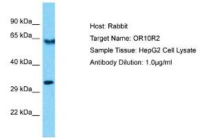 anti-Olfactory Receptor, Family 10, Subfamily R, Member 2 (OR10R2) (C-Term) antibody