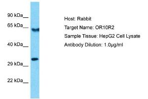 Host: Rabbit Target Name: OR10R2 Sample Type: HepG2 Whole Cell lysates Antibody Dilution: 1. (OR10R2 antibody  (C-Term))
